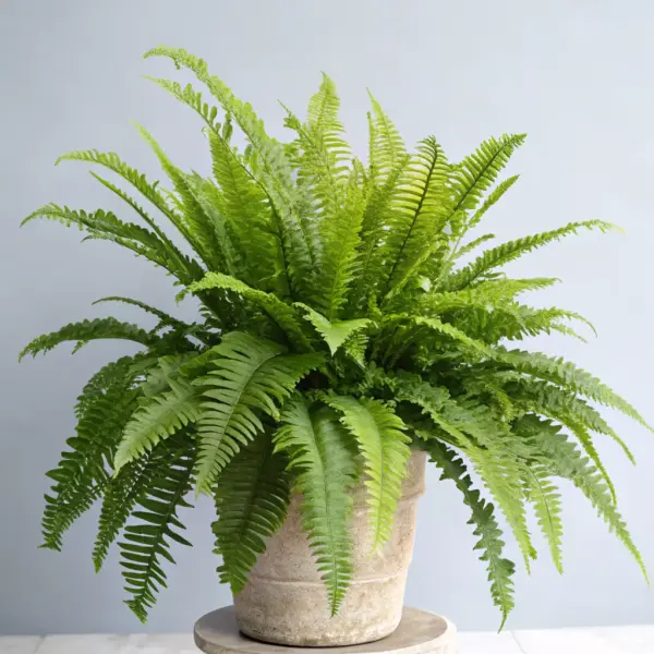 Ornamental Fern